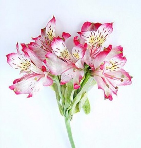 Альстромерія пурпурна