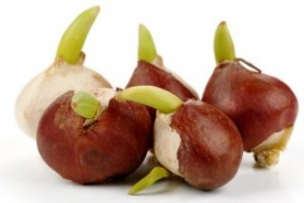 тюльпан 048 приймаються заявки на всі сорти