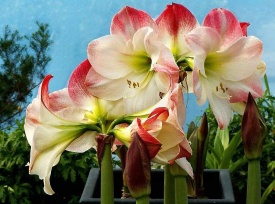 ГІПЕАСТРУМ