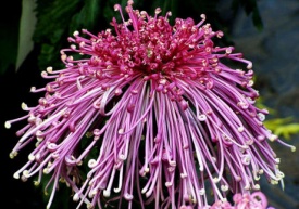 ХРИЗАНТЕМА КРУПНОКВІЛЬНА 34