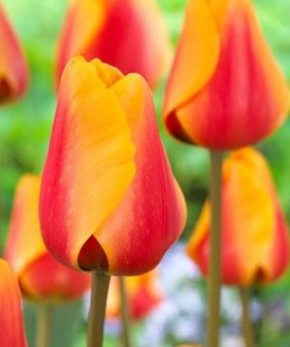 тюльпан 040 приймаються заявки на всі сорти