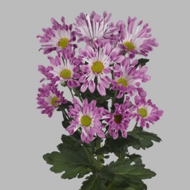 ХРИЗАНТЕМА 01 опт 18 роздріб від 25