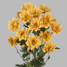 ХРИЗАНТЕМА Гілка 17 ПРИЙМАЮТЬСЯ ЗАМОВЛЕННЯ НА ВСІ СОРТИ