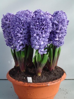 ГЕОЦИНТИ СИНІ