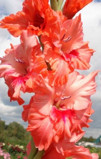 ГЛАДІОЛУС 19 ЗАЯВКИ ПРИЙМАЮТЬСЯ НА ВСІ СОРТИ