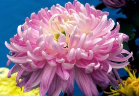 ХРИЗАНТЕМА КРУПНОКВІЛЬНА 26