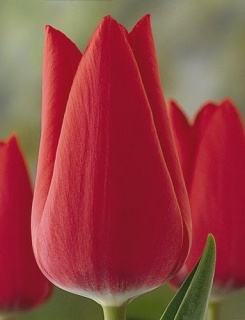 тюльпан 031 приймаються заявки на всі сорти