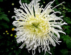 ХРИЗАНТЕМА КРУПНОКВІЛЬНА 39