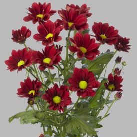 ХРИЗАНТЕМА Гілка ПРИЙМАЮТЬСЯ ЗАМОВЛЕННЯ НА ВСЕ СОРТ
