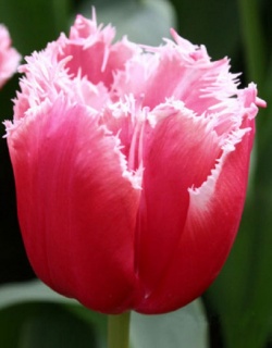 тюльпан 029 приймаються заявки на всі сорти