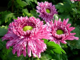 ХРИЗАНТЕМА КРУПНОЦВІТКОВА 35 ПРИЙМАЮТЬСЯ ЗАЯВКИ НА ВСІ СОРТИ