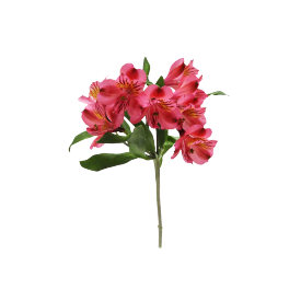 Альстромерія рожева