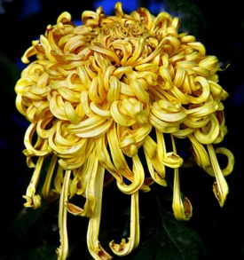 ХРИЗАНТЕМА КРУПНОЦВІТКОВА 06