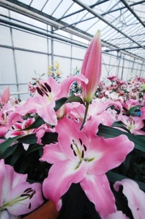 лілія білорожева