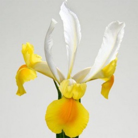 ІРІС МОНТЕКІТО 0,13Є ЗАМОВЛЕННЯ ПРИЙМАЮТЬСЯ ЩІМІСЯЧНО