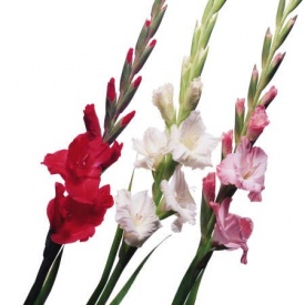 ГЛАДІОЛУС 23