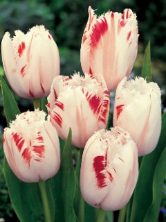 тюльпан 050 приймаються заявки на всі сорти.