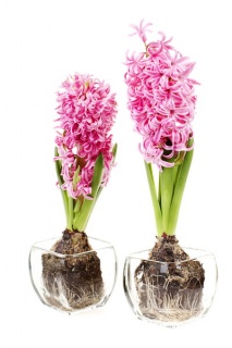 Вазони гіацинти