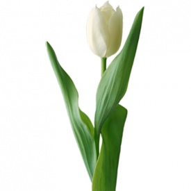 Тюльпан білий