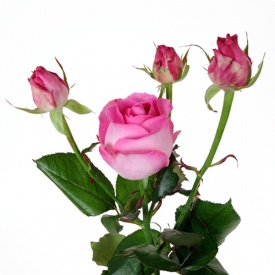 Кенді Аваланч спрей