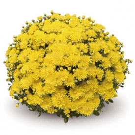 ХРИЗАНТЕМА ГОРШЕЧНА ДРІБНОКВІЛЬНА 09