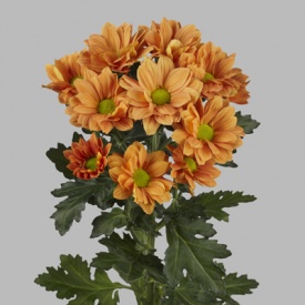 ХРИЗАНТЕМА