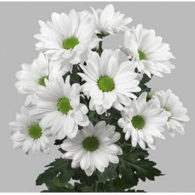 ХРИЗАНТЕМА 02