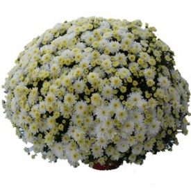 ХРИЗАНТЕМА ГОРШЕЧНА ДРІБНЕКВІЛЬНА 01