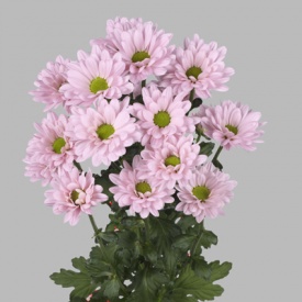 Бакарді Перл 20