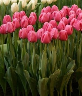 тюльпан 037 приймаються заявки на всі сорти