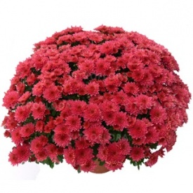 ХРИЗАНТЕМА ГОРШЕЧНА ДРІБНЕКВІЛЬНА 04 ПРИЙМАЮТЬСЯ ЗАЯВКИ НА ВСІ СОРТИ