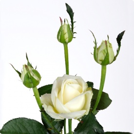 Аваланч спрей