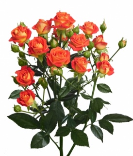 ФІЄСТА БАБЛЗ