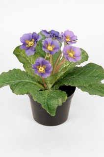 Вазони примула