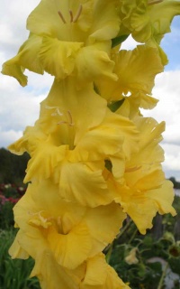 ГЛАДІОЛУС 16