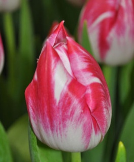 тюльпан 034 приймаються заявки на всі сорти