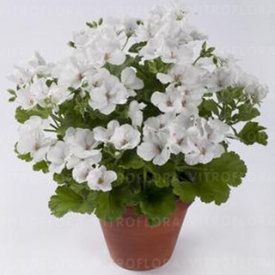 ПЕЛАРГОНІЯ АНГЛІЙСЬКА АБО КОРОЛІВСЬКА WHIСН Приймаються замовлення на посадковий матеріал