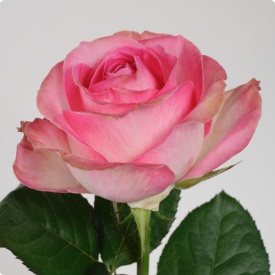 Кенді Аваланч