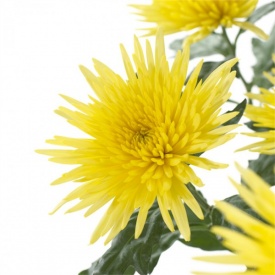 Хризантема