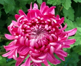 ХРИЗАНТЕМА КРУПНОЦВІТКОВА 29 НАТАЛІЯ