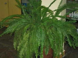 ПОПОРОТНИК