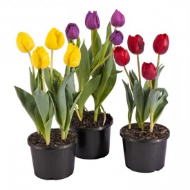 Вазони тюльпани