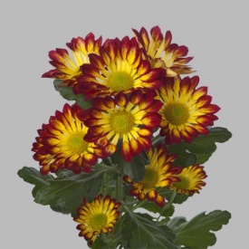 ІЛІАС ПОРАНЖЕ 29