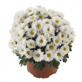 ХРИЗАНТЕМА ГОРШЕЧНА ДРІБНЕКВІЛЬНА 07