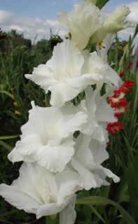 ГЛАДІОЛУС 07