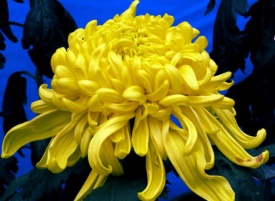 ХРИЗАНТЕМА КРУПНОКВІЛЬНА 27