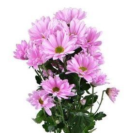 Хризантема