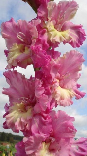 ГЛАДІОЛУС 13