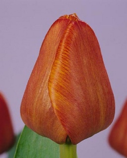 тюльпан 049 приймаються заявки на всі сорти