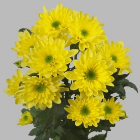 ХРИЗАНТЕМА Гілка ПРИЙМАЮТЬСЯ ЗАМОВЛЕННЯ НА ВСІ СОРТИ